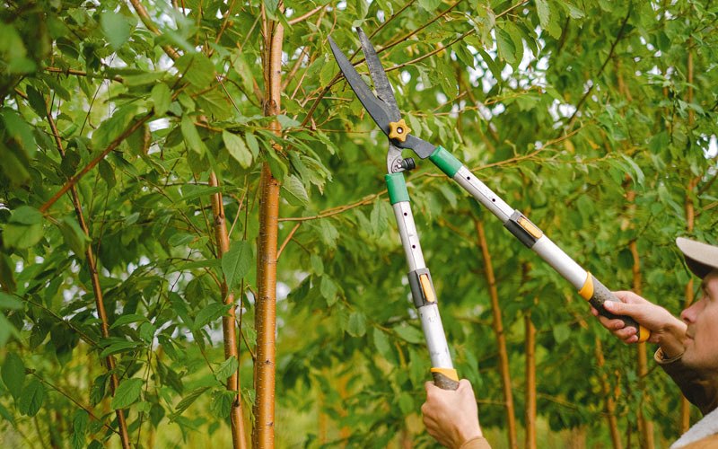 Tree trimming in Lakeview, OR
